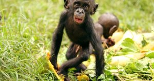 Šimpanzy, ľudia a naša strava